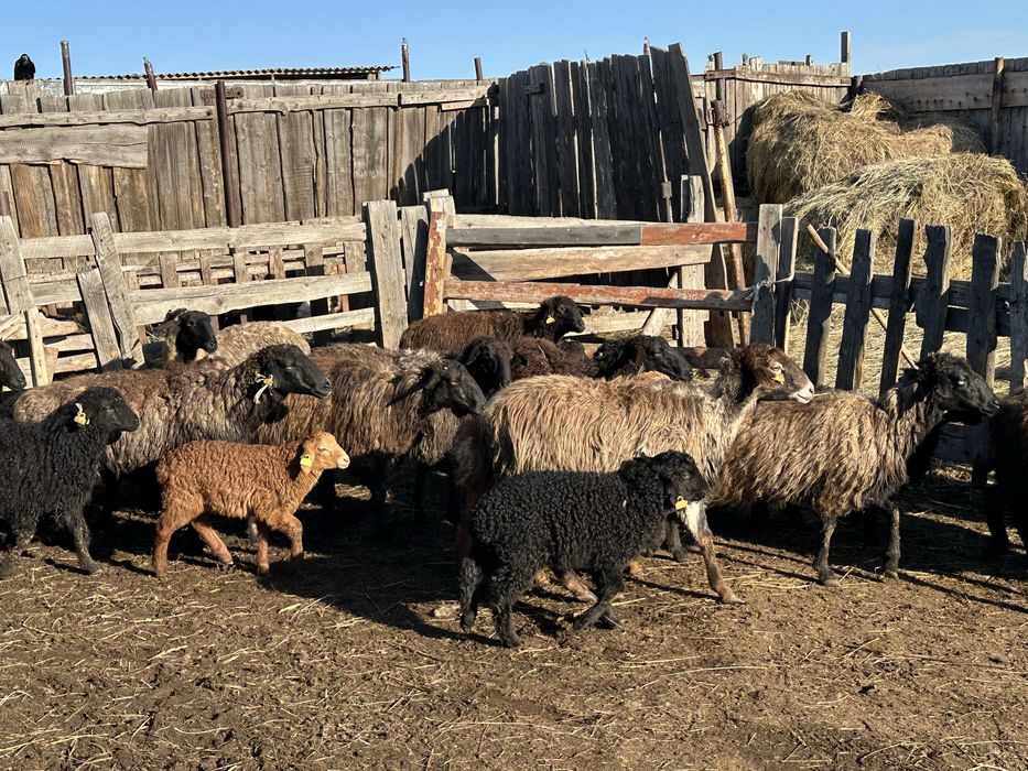 Қозылы қой сатылады