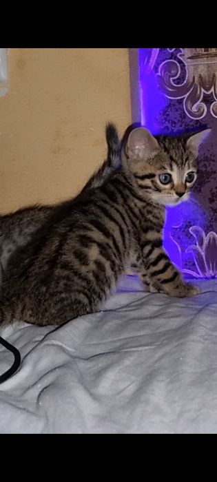 Продаётся котята