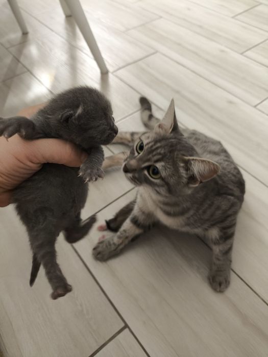 Кошка с новорожденным котятами