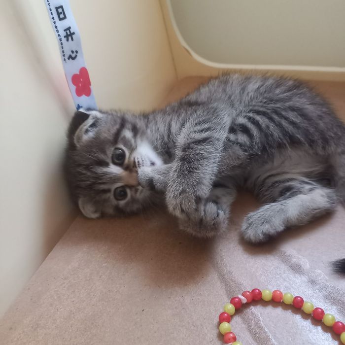 Вислоухие котёнок один месяц