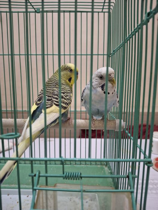 Продается волнистые попугаи