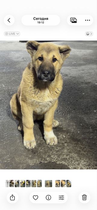 Чистокровный Алабай