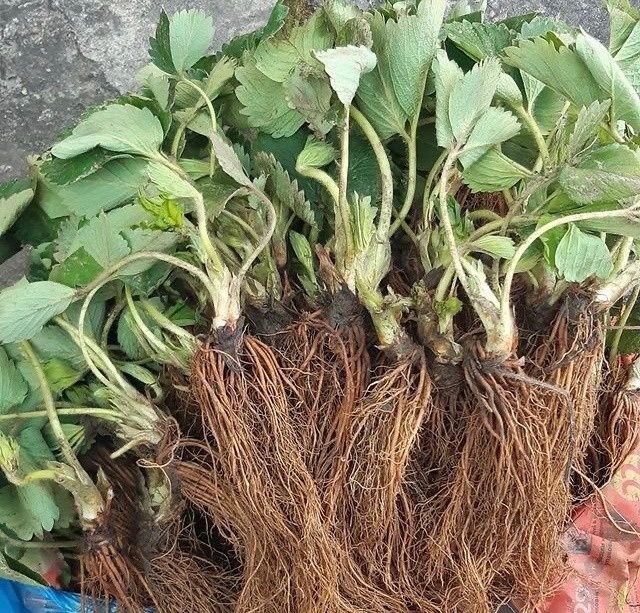 Рассада клубникы Альбион, Сандра, Мурано