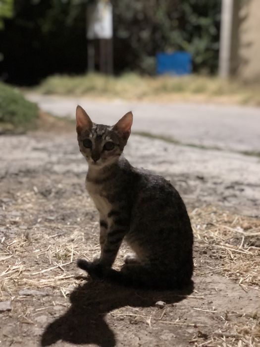 Котята в хорошие руки