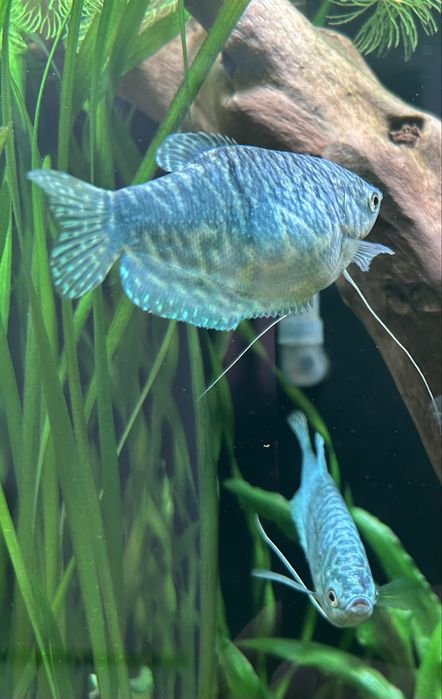 Аквариумные рыбки Гурами.