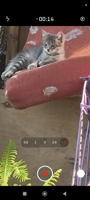 Отдам котят от горной кошки