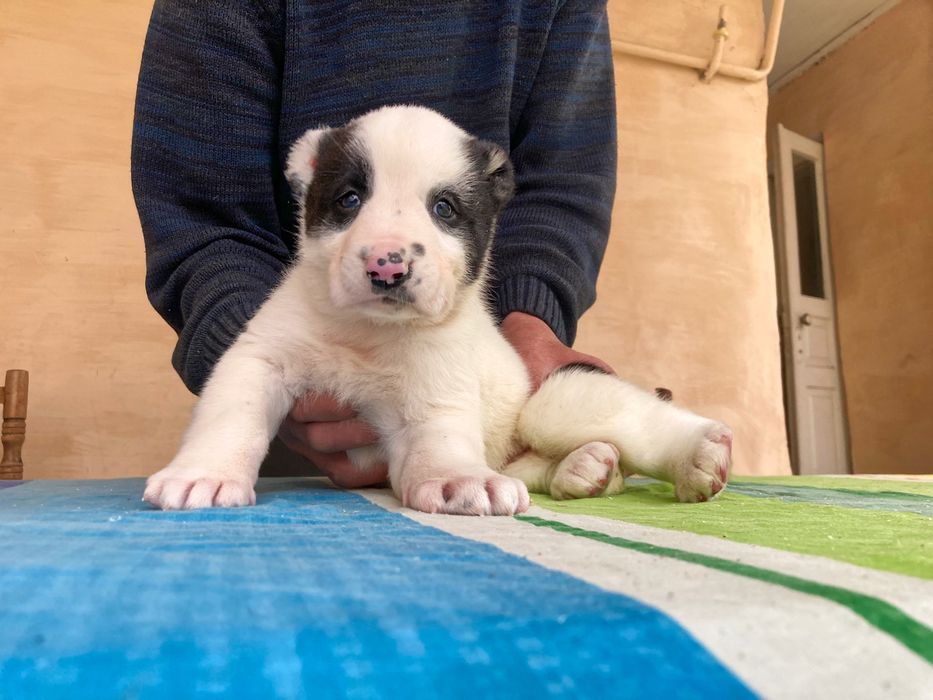 Щенок Туркменского Алабая ( девочка )