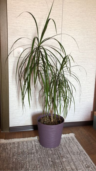 Продам цветы для офиса, дома