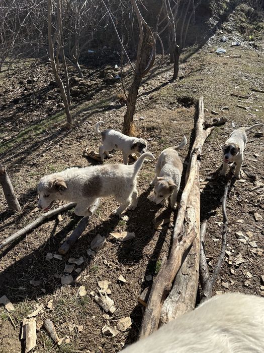 Щенки бесплатно .