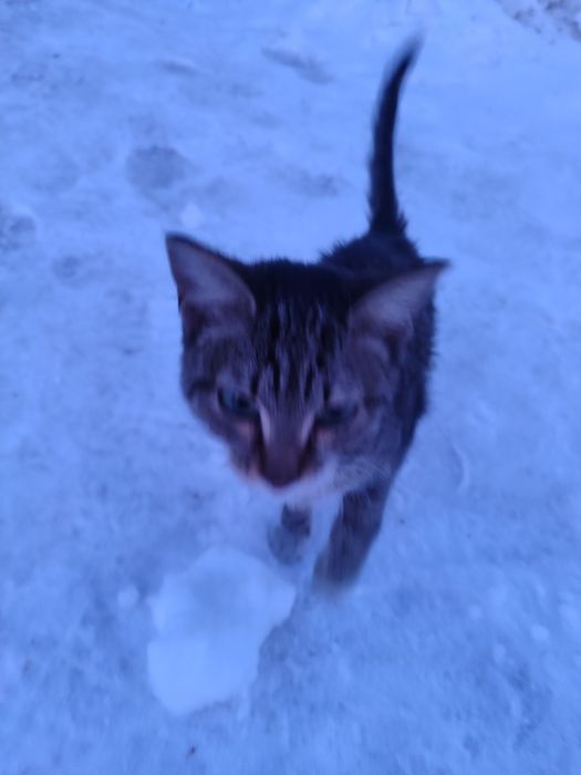 Котенок мальчик.