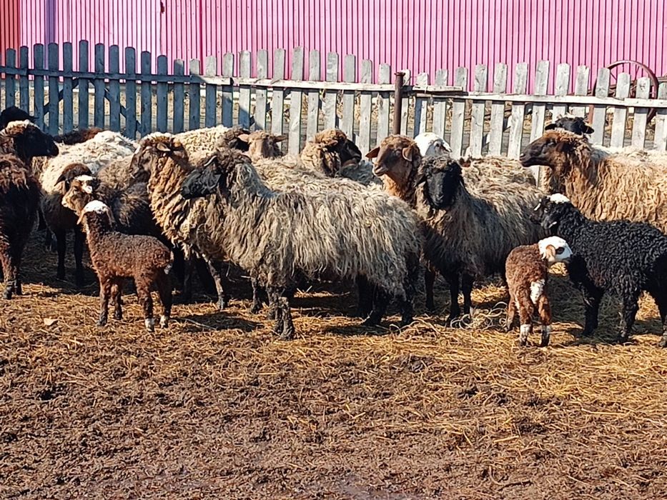 Продам овечек на развод