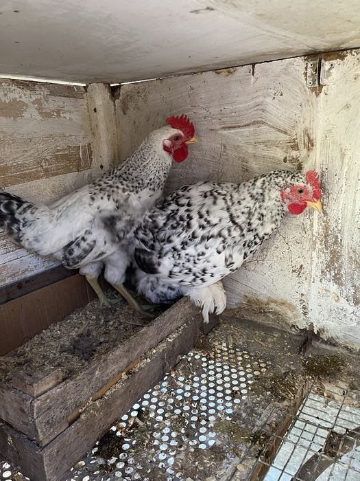 Продам молодых петушков