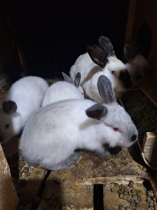 Семейка Калифорний