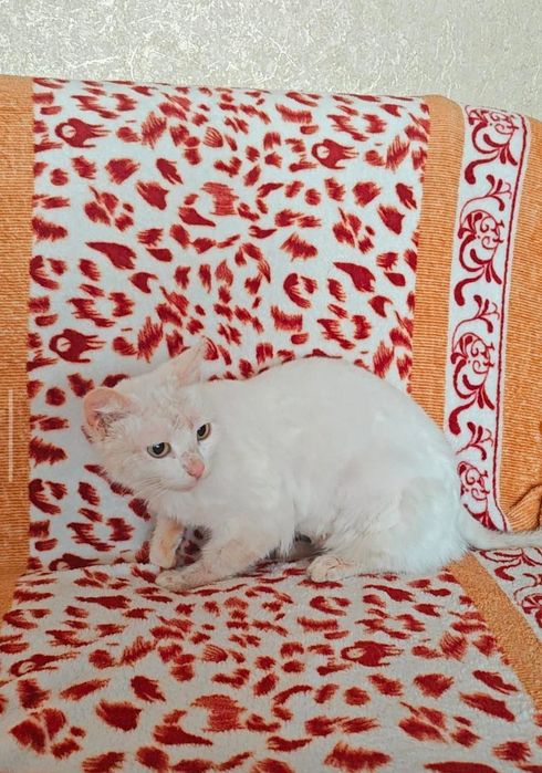 Отдам даром кошек.