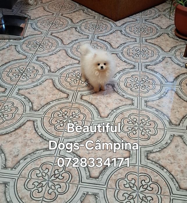 Pui pomeranian femelă