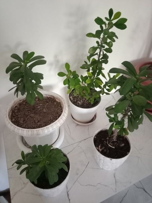 Цветы Молочай миля