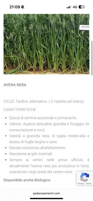 Ovaz negru pentru cai  soi Italienesc