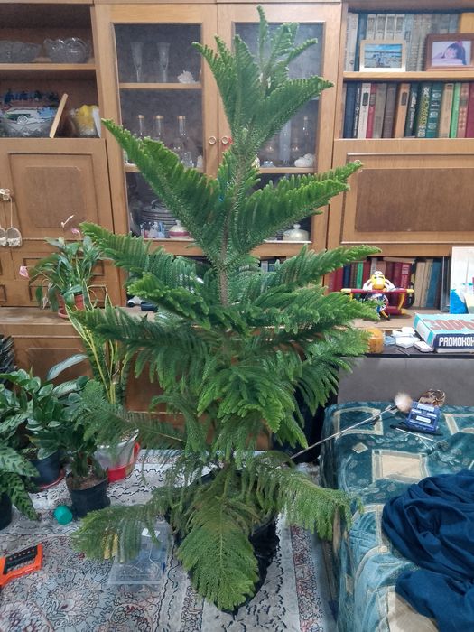 Ёлка (Араукария)