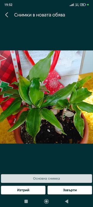 Цвете Зелена лилия 8 €; Зелена шефлера 40€; Драцена фрагранс 15€