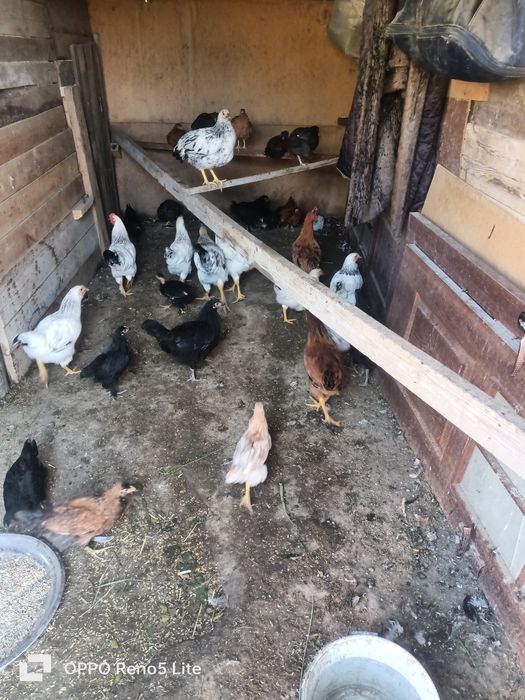 Продам трёх месячных цыплят