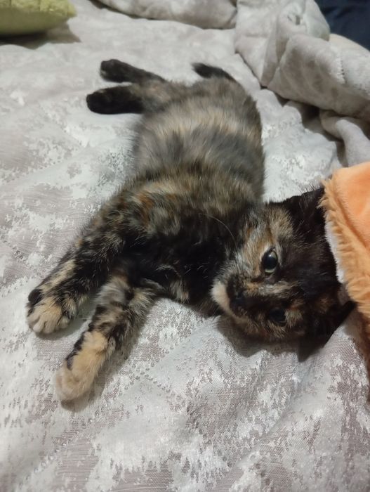 Отдам котенка в добрые руки!