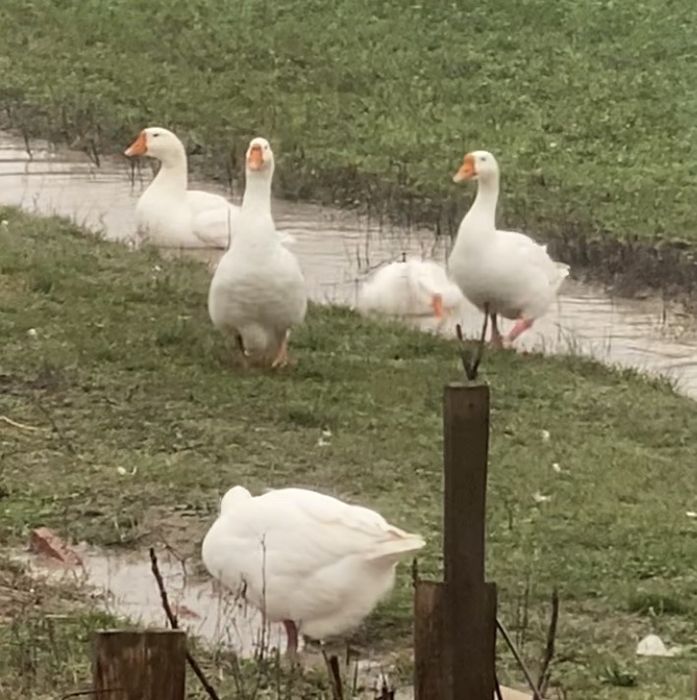 Oua fertile de gasca ouatoare