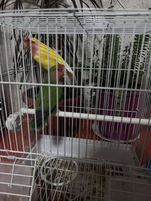 Папугай неразлучники