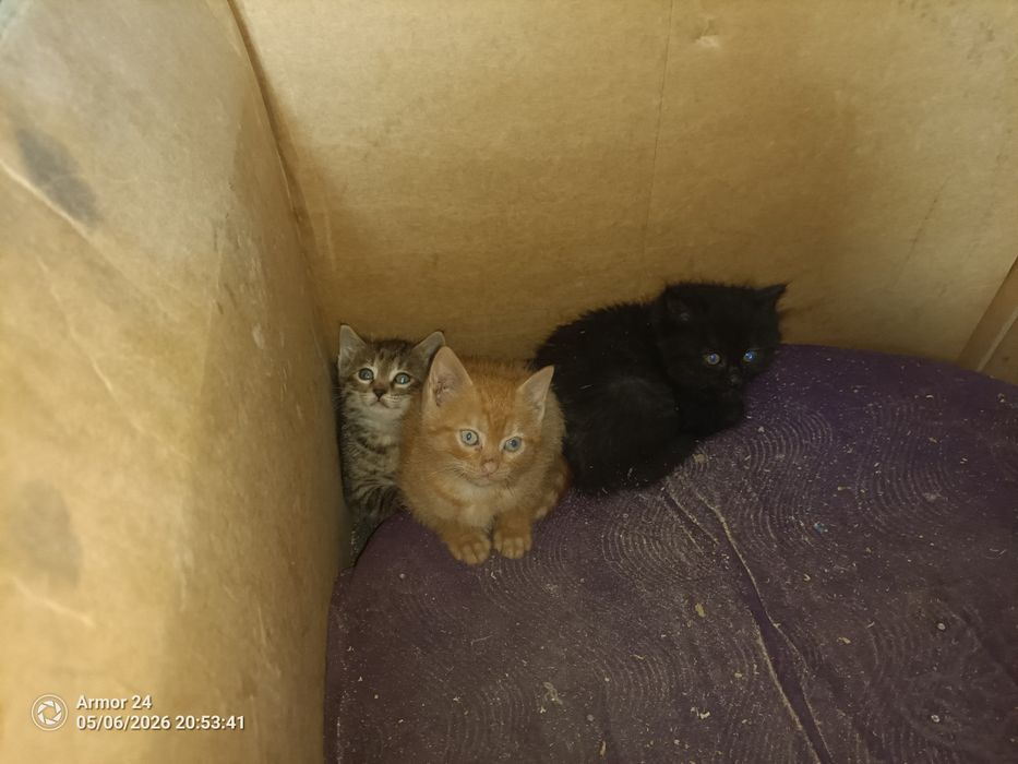 Отдам котят в добрые руки