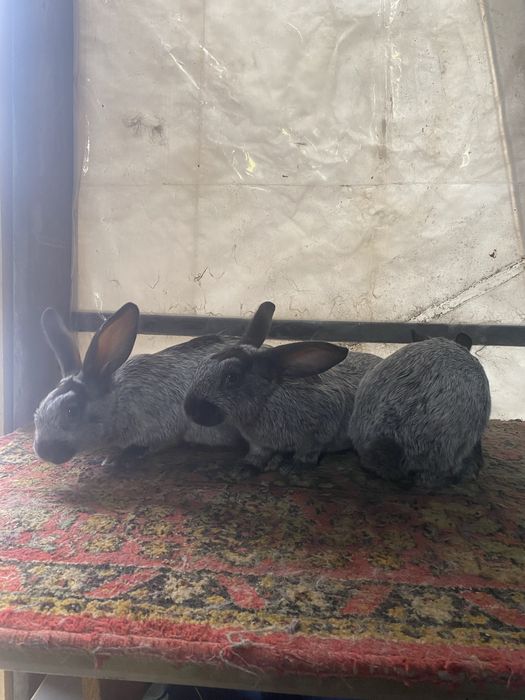 Патавское серебро бурги калифорния