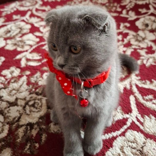 Zotdor mushuk scottish fold 7oylik qiz bola