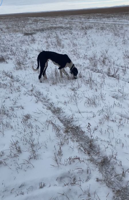 Құмай тазы,Арлан ОБМЕН ҚАНШЫҚҚА