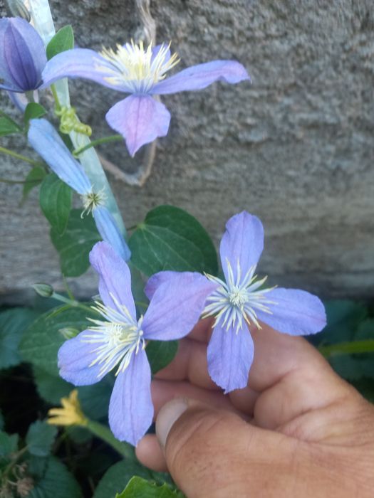 Продаю камчатскую жимолость