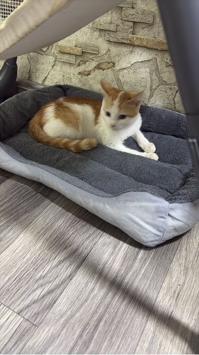 Котенок мальчик в доьрые руки!!