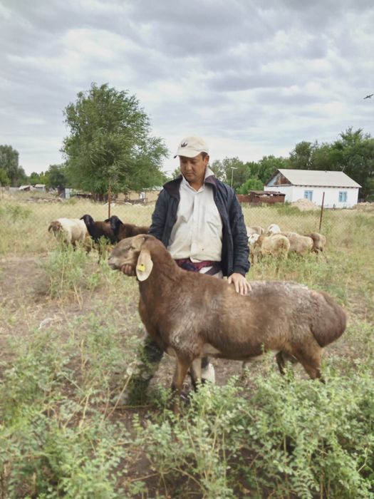 Еділбай тұқымды қошқарлар