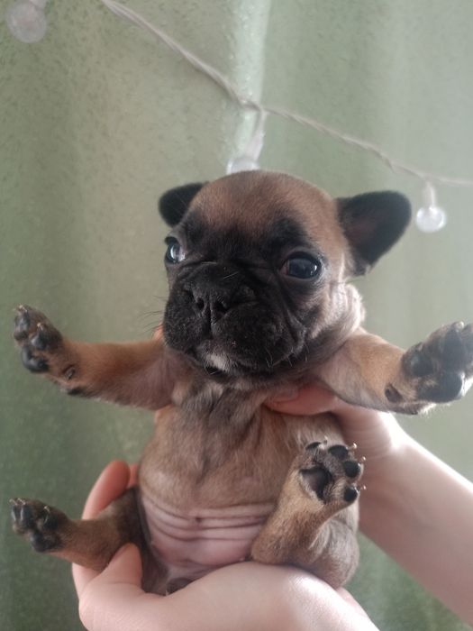 Продам шикарных щенят