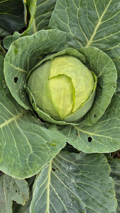 Varza de buzau în cantități mari și mici