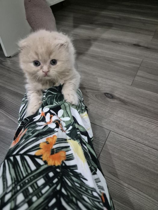 Шотландские котята