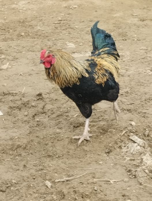 Жас кораз мыкты!