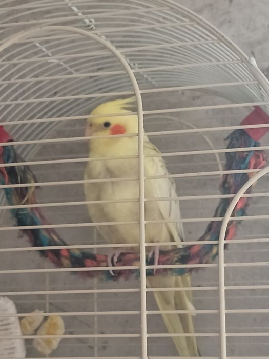 Продам попугая кареллу.