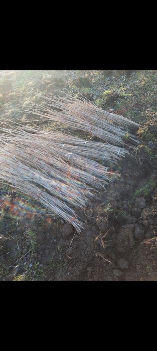 Puieti salcâm paltin plop tei pin ofertă