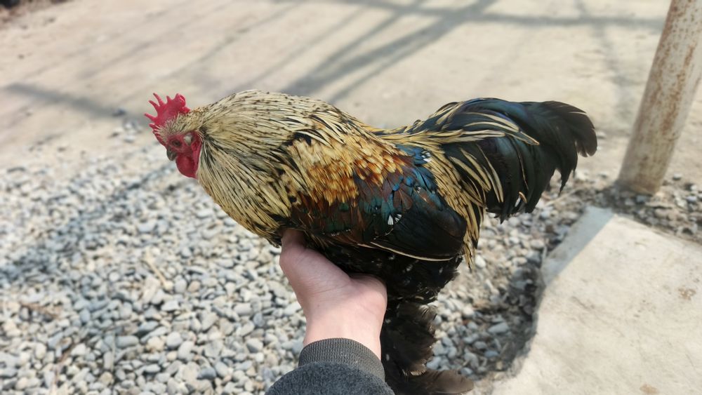 Sotiladi kami bor. Sogʻlom olganimdan beri hali kasal boʻlgani yoʻq