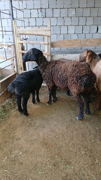 3ta ona bola quylar sotiladi