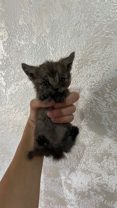 Отдам котят бесплатно