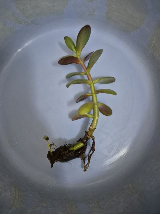 Отросток толстянки, денежное дерево.