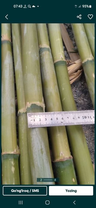 Bambuklar sotiladi narxini qancha olishingizga qarab kelishamiz Bambuk