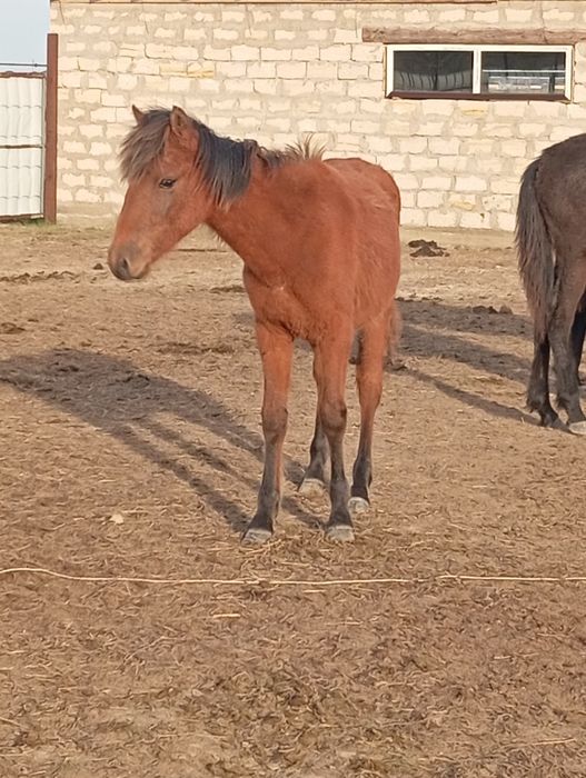 тай обмен на мотоцикл
