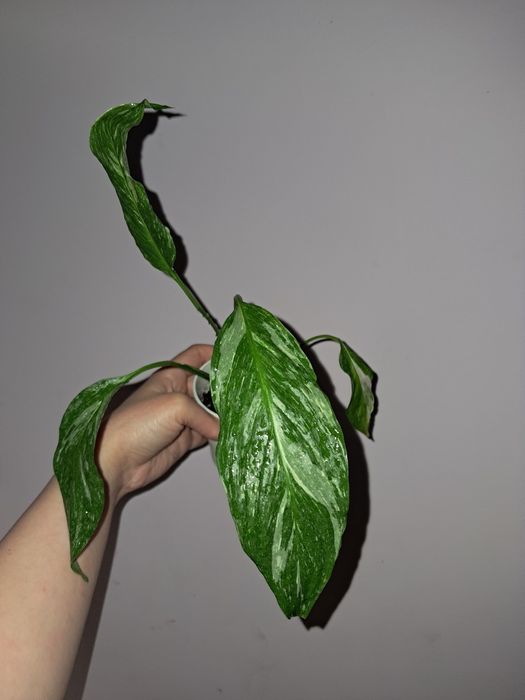 Спатифиллум Даймонд!