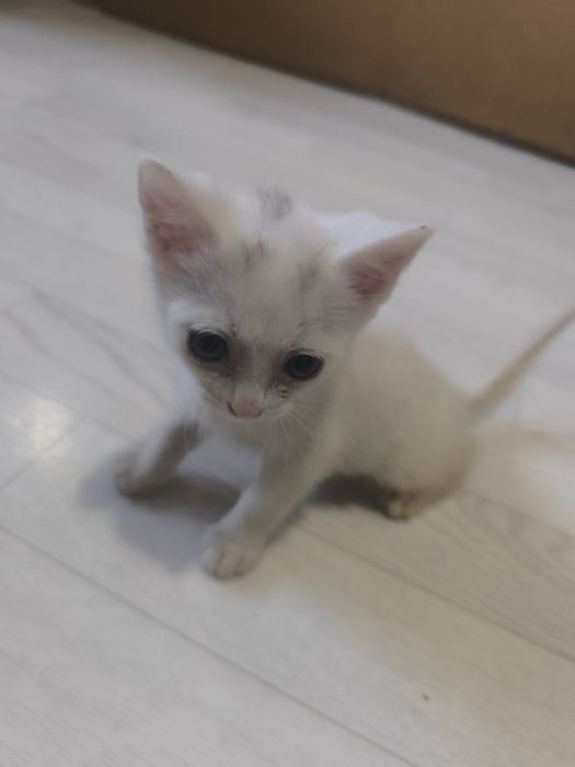 Отдам котят район Лесозавод