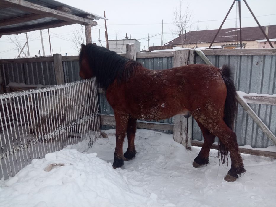 Продам лошадь Айғыр 5 лет