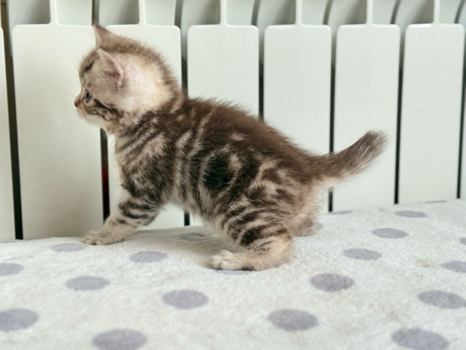 Котенок британской породы (девочка)